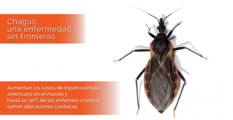 Chagas: una enfermedad sin fronteras Chagas: una enfermedad sin fronteras