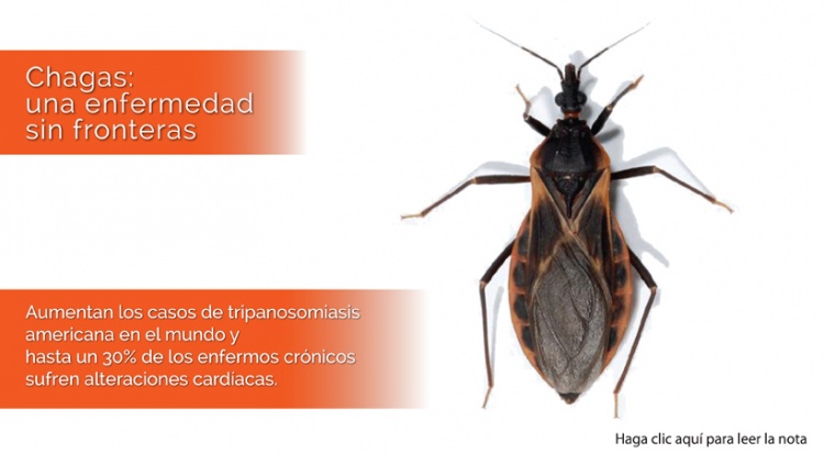 Chagas: una enfermedad sin fronteras Chagas: una enfermedad sin fronteras