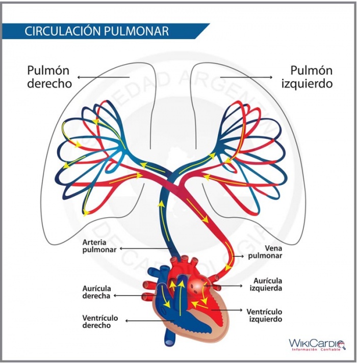 Noviembre: Mes de la hipertensión pulmonar